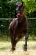 Gracie - Eric Beach Photography